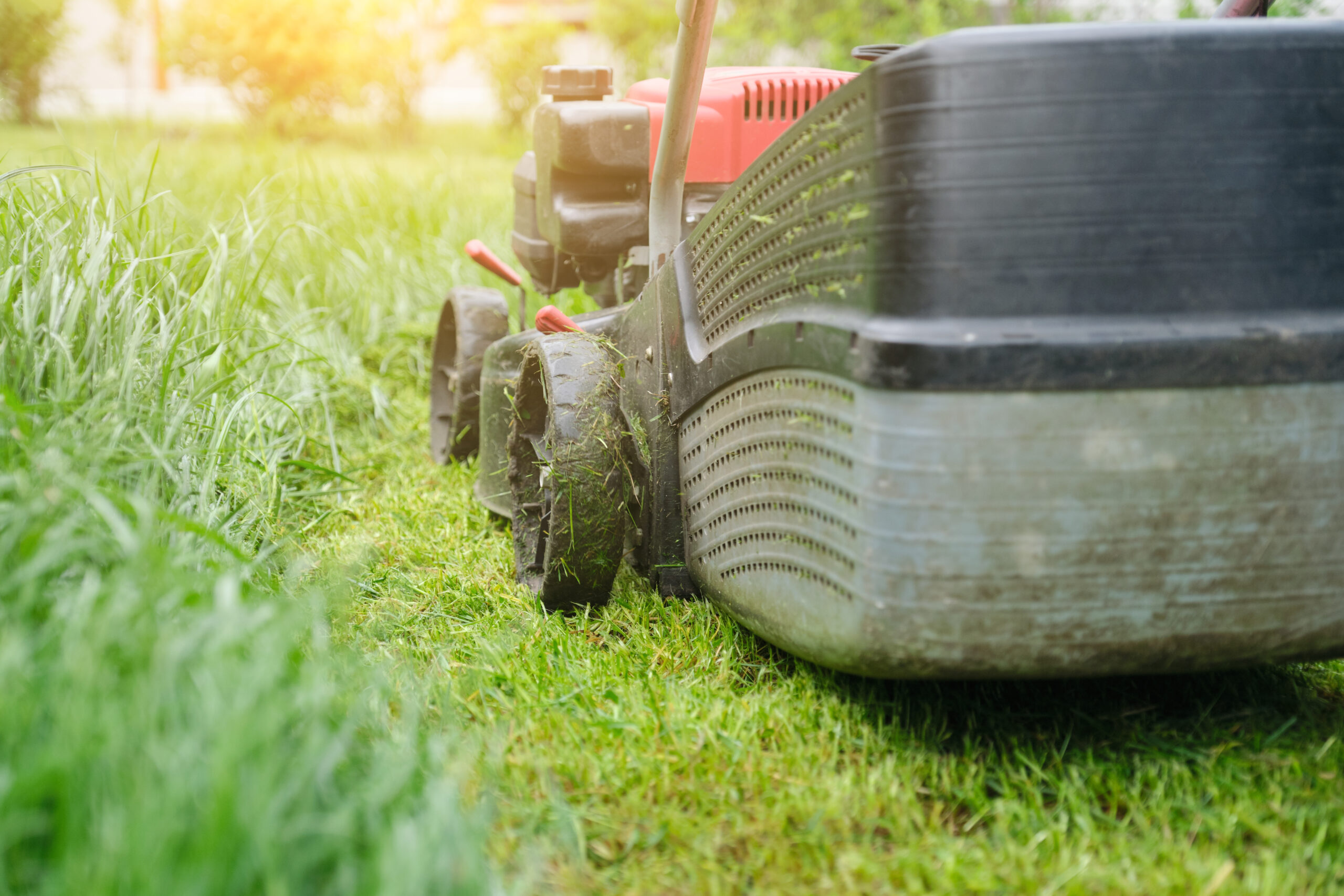 A powerful gas mower tackling thick, green Oklahoma grass, demonstrating its high-torque performance